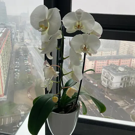 Hanza Tower Royal & - 26 Szczecin